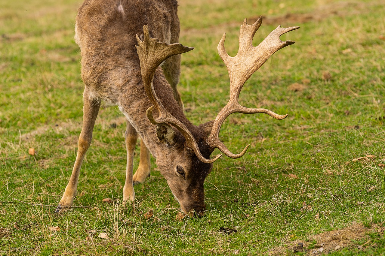 animal  wild animal  fallow deer free photo