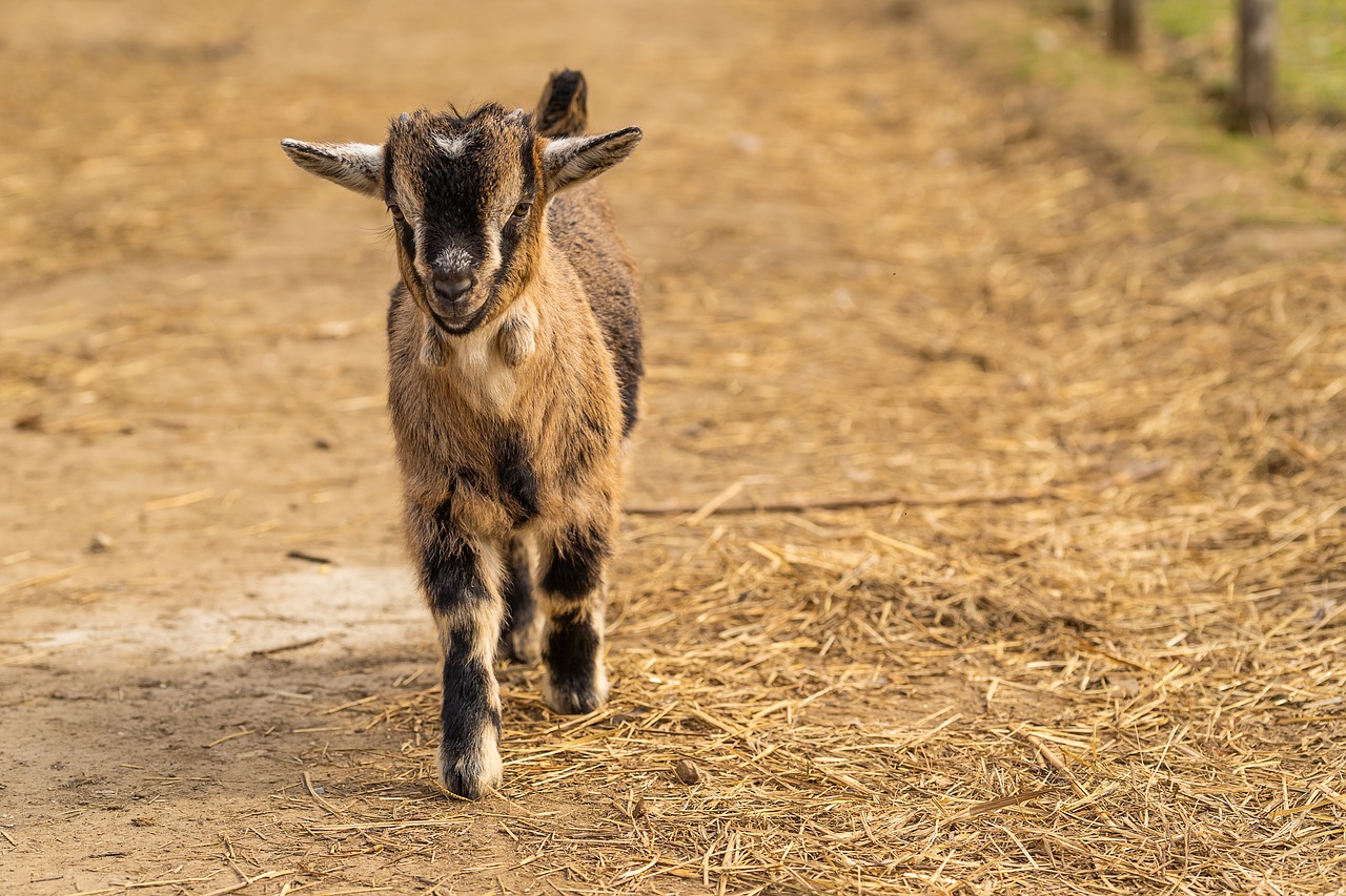 animal  goat  baby goats free photo