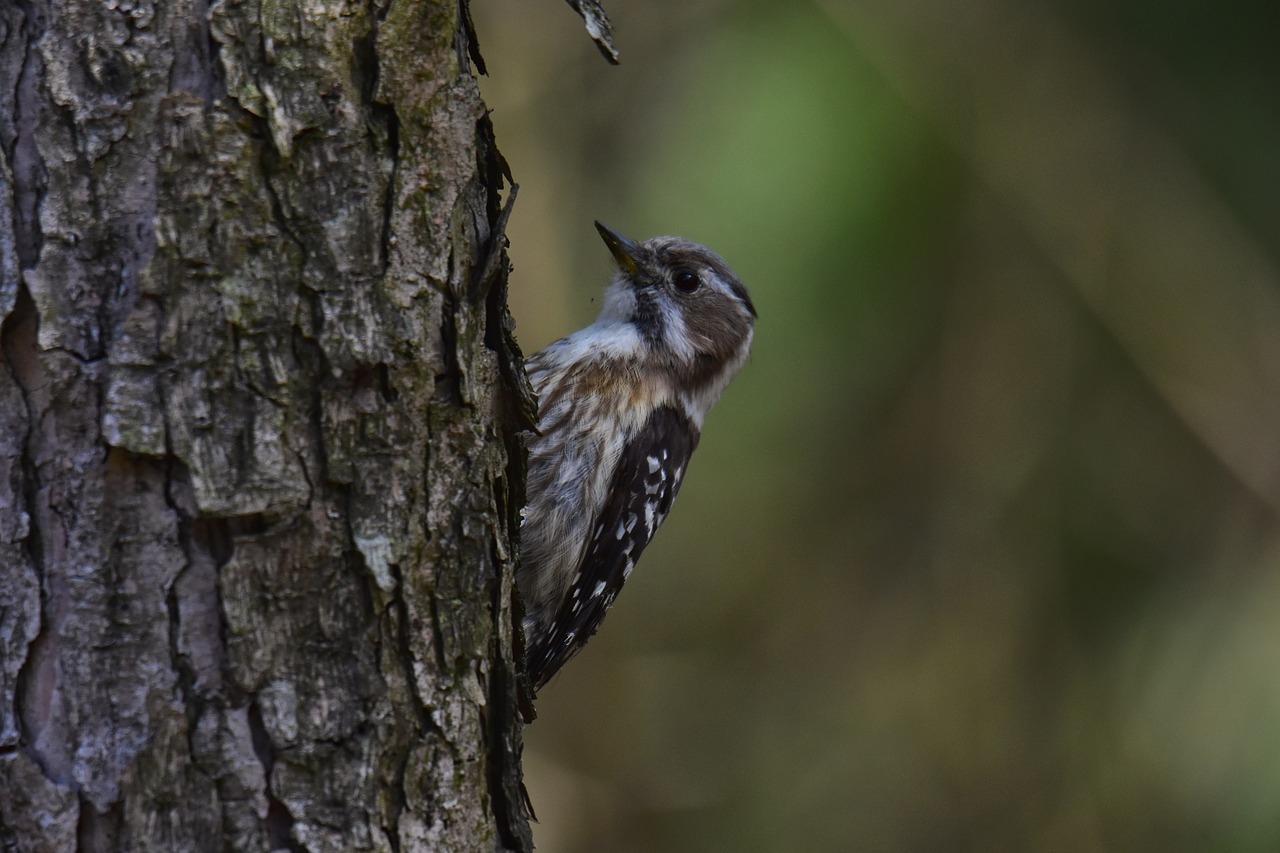 animal  forest  wood free photo