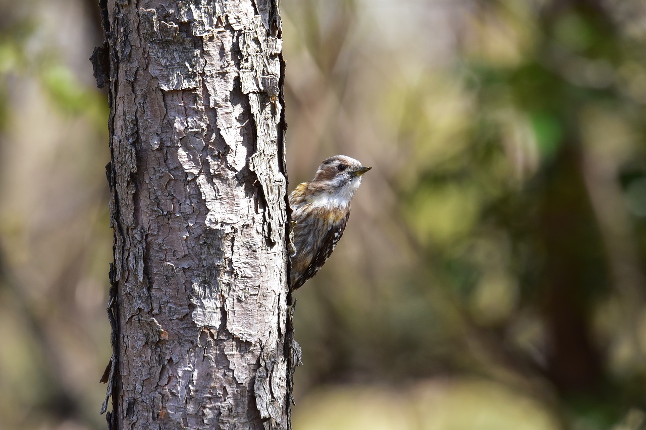 animal  forest  wood free photo