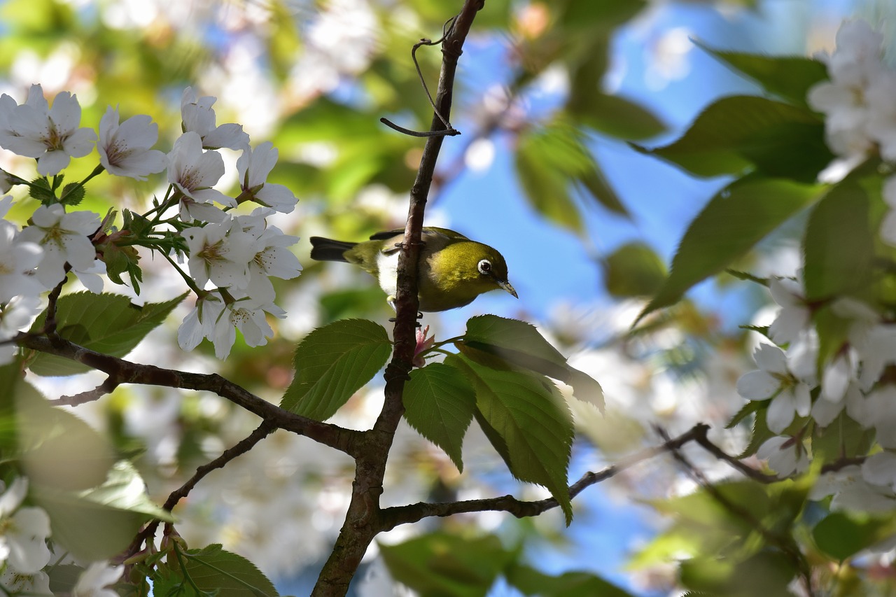 animal  plant  wood free photo