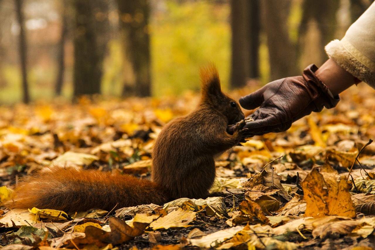 animal  forrest  nature free photo