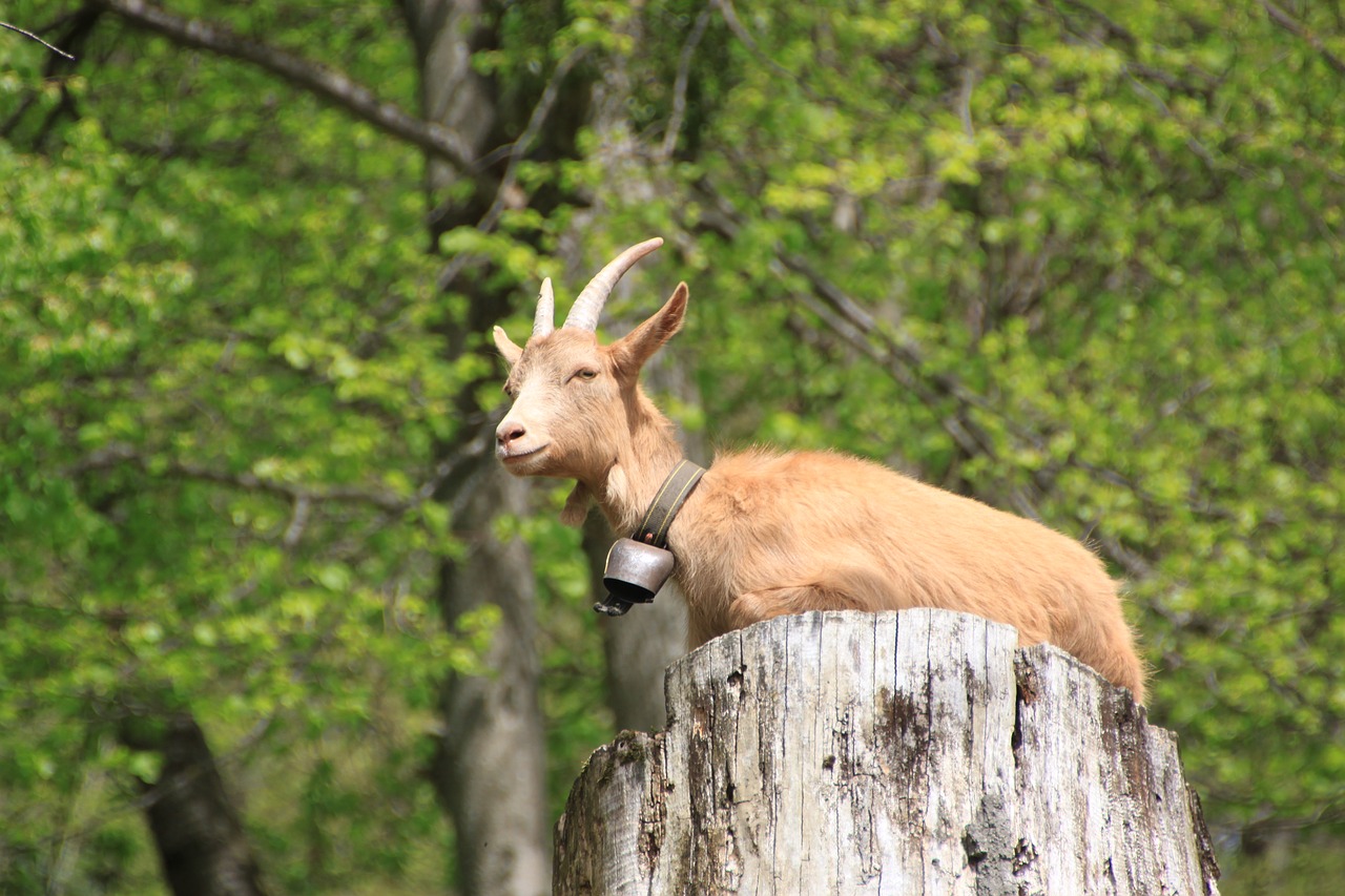 animal  goat  nature free photo