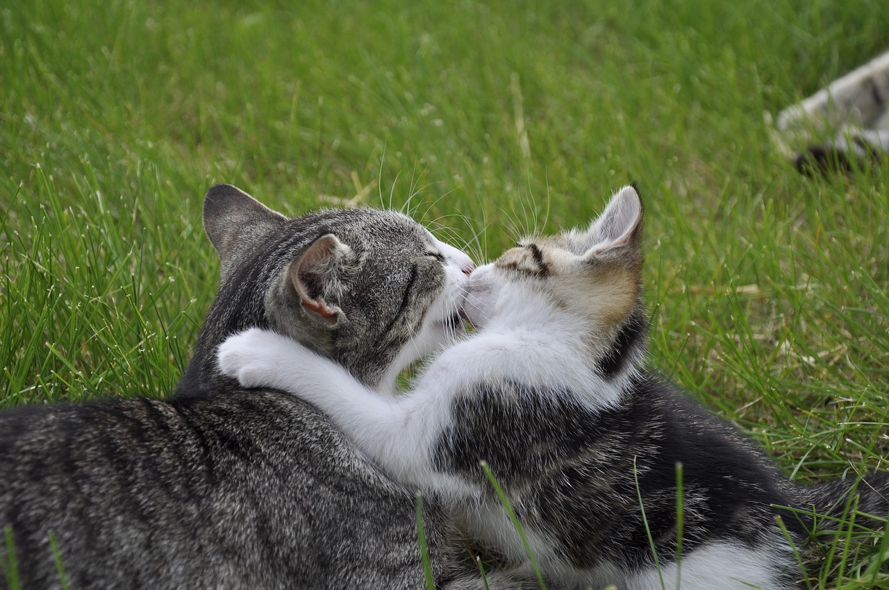 animal  cat with kitten  love free photo