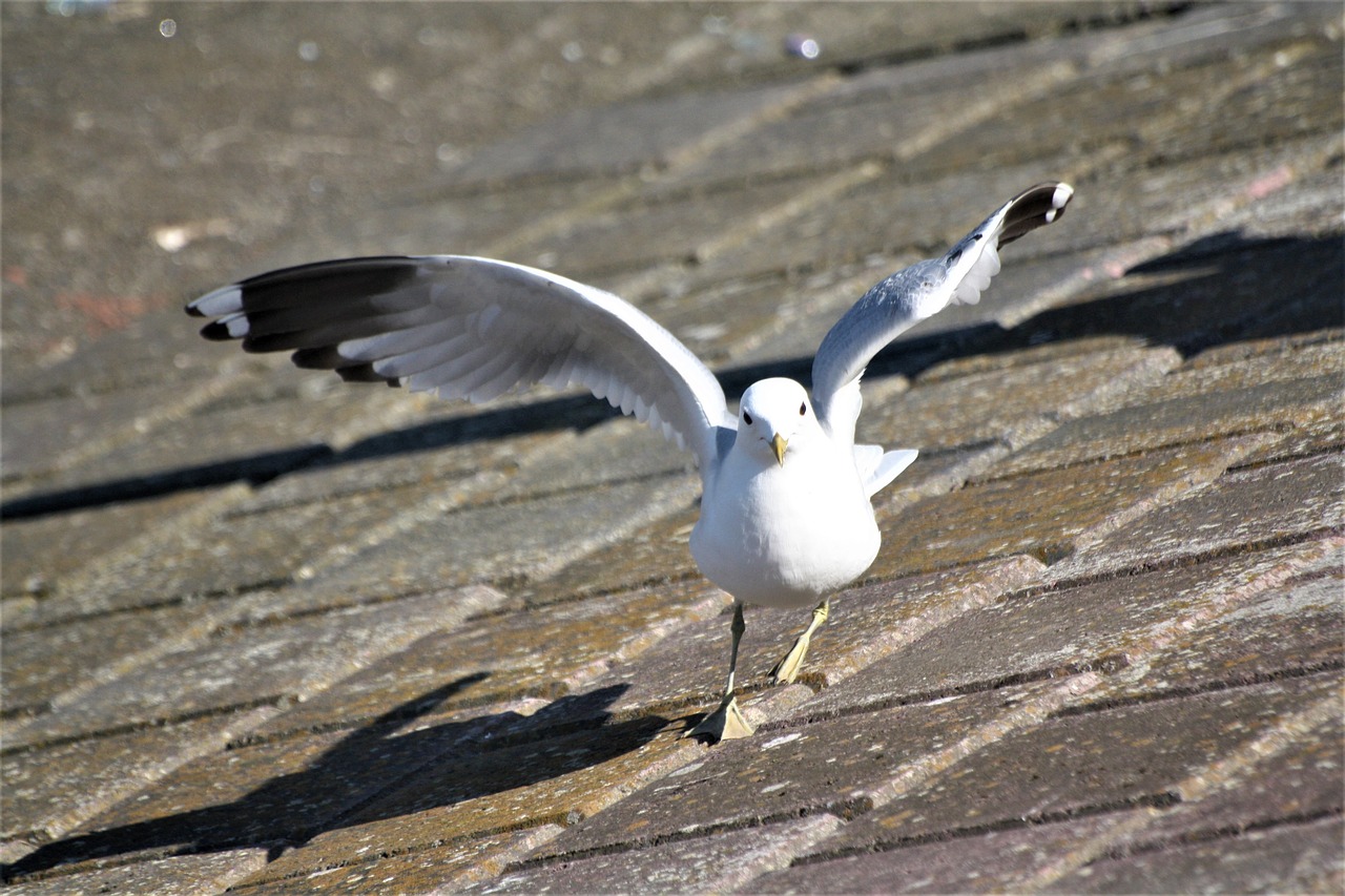 animal  bird  gull free photo