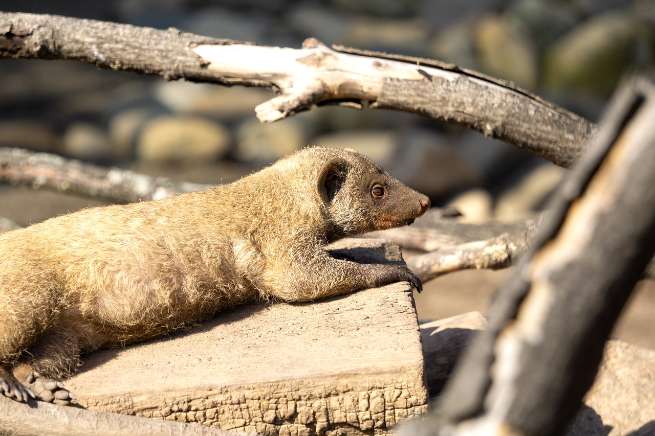 animal  mongoose  mammal free photo