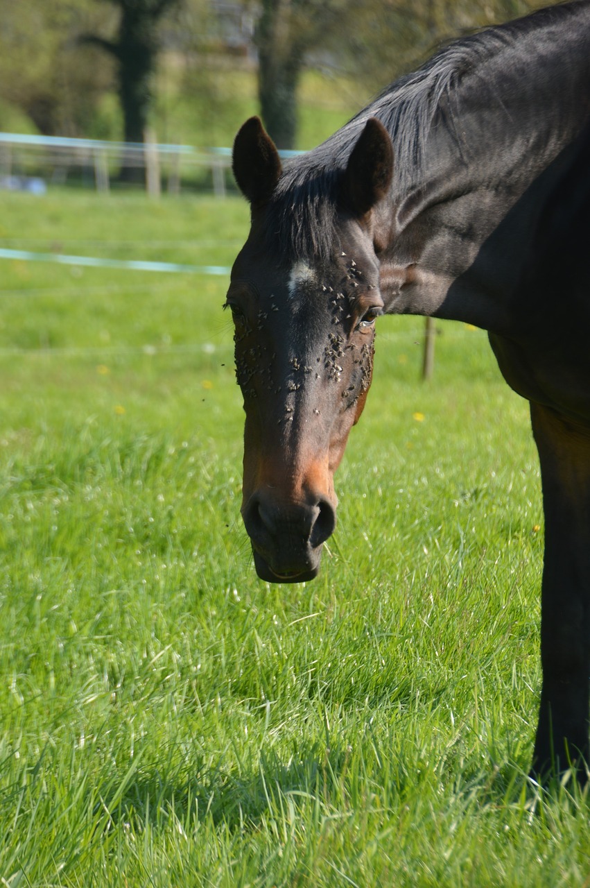 animal  mammal  horse free photo