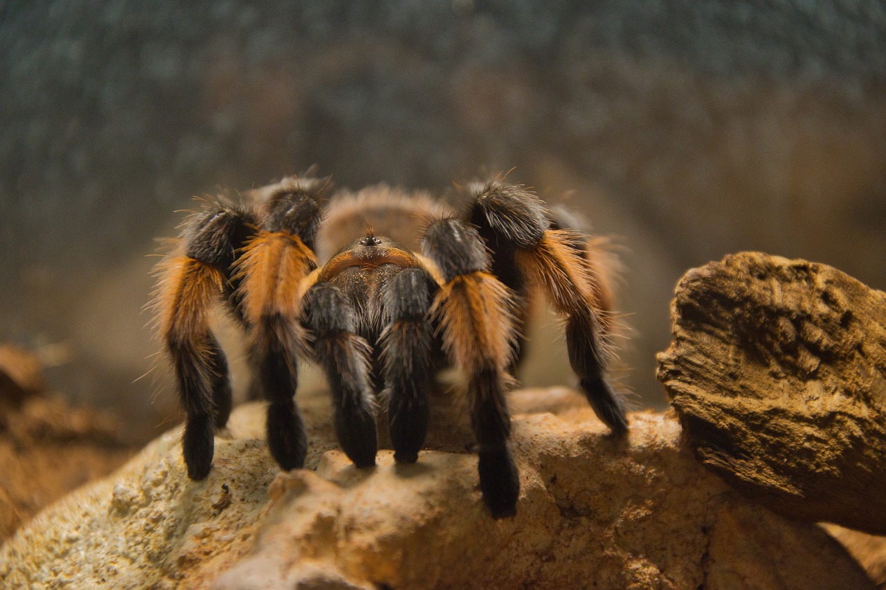 animal  tarantula  creepy free photo