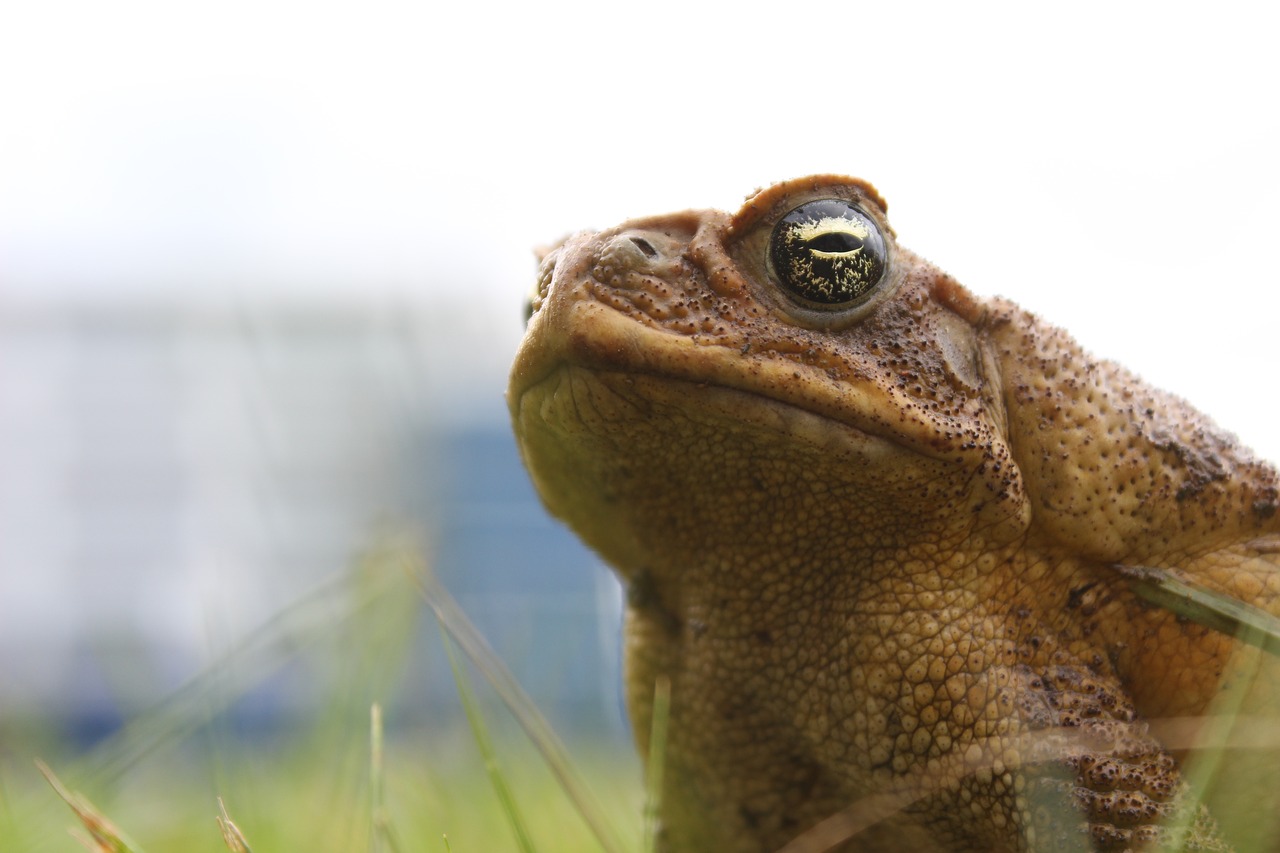 animal  frog  nature free photo