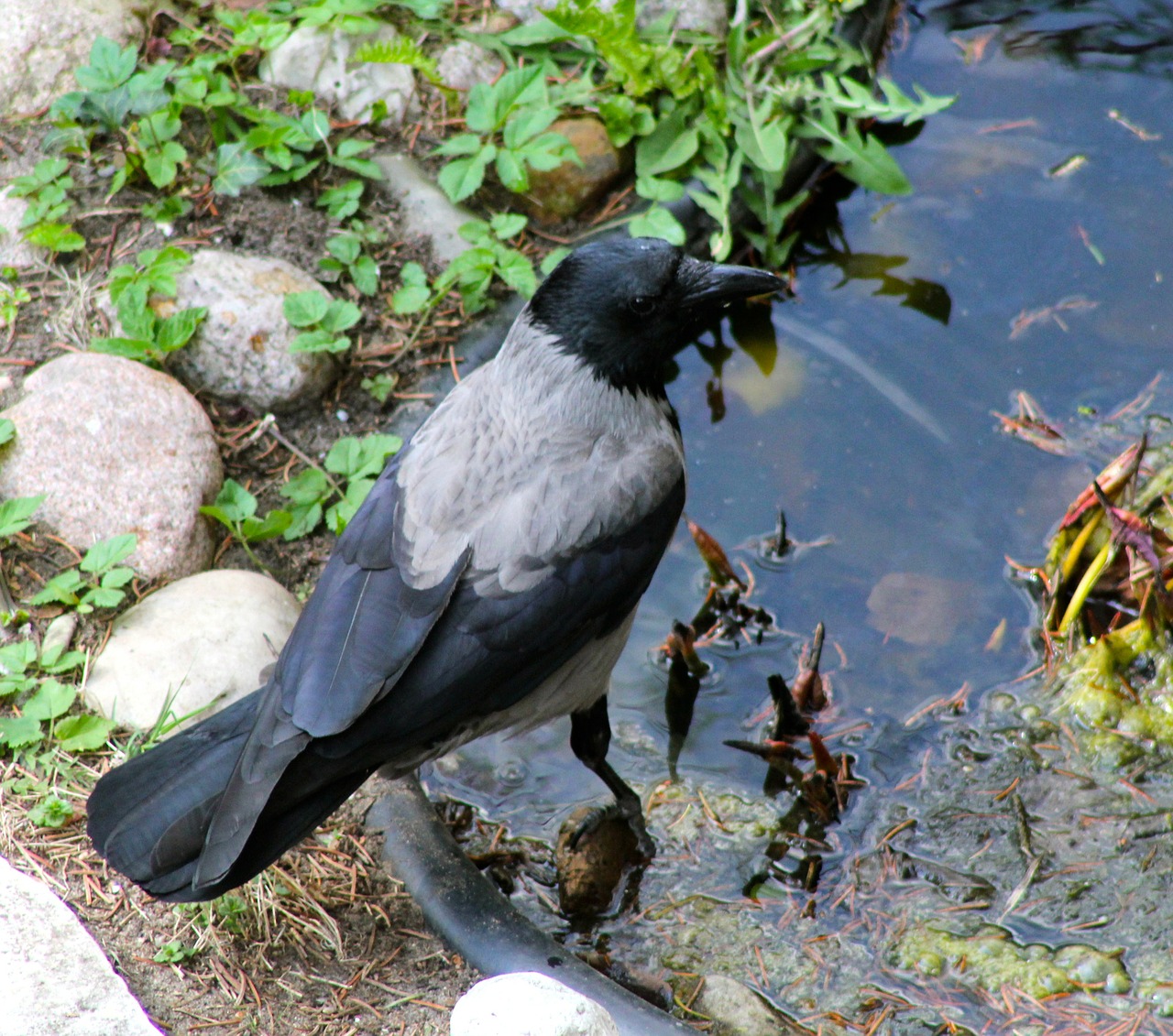 animal bird crow free photo