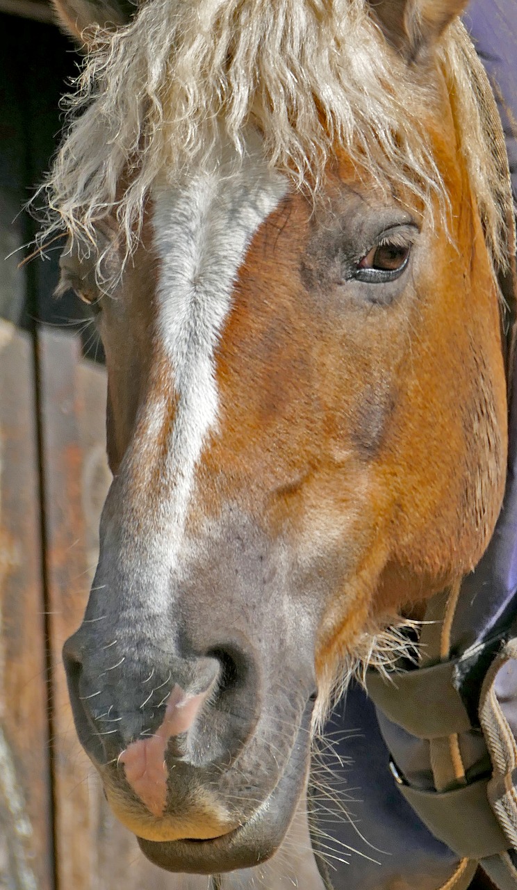 animal  mount  horse free photo