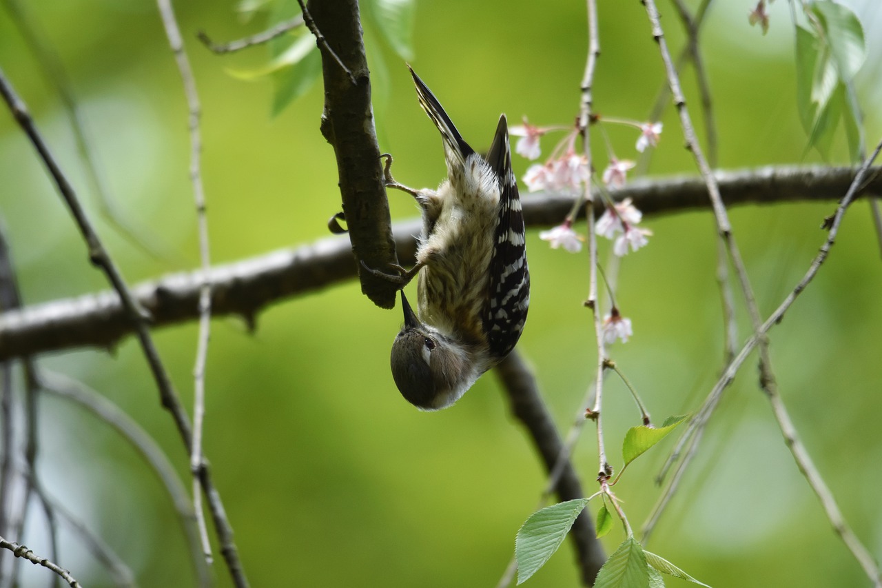 animal  forest  fresh green free photo