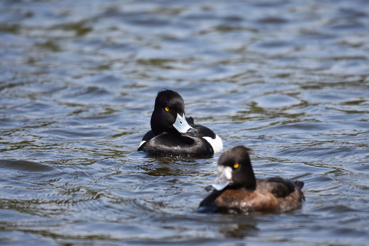 animal  lake  bird free photo