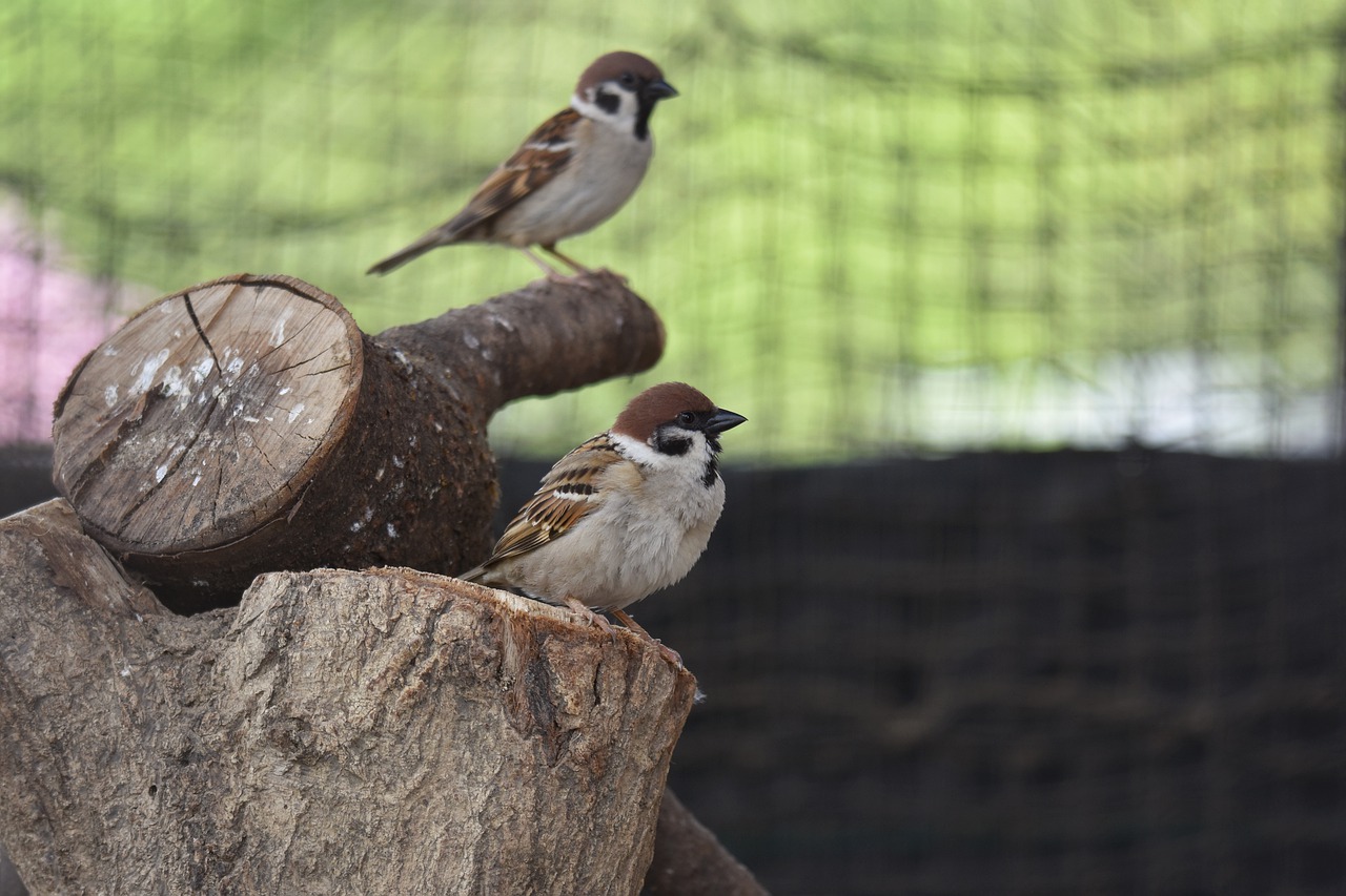 animal  bird  wild birds free photo