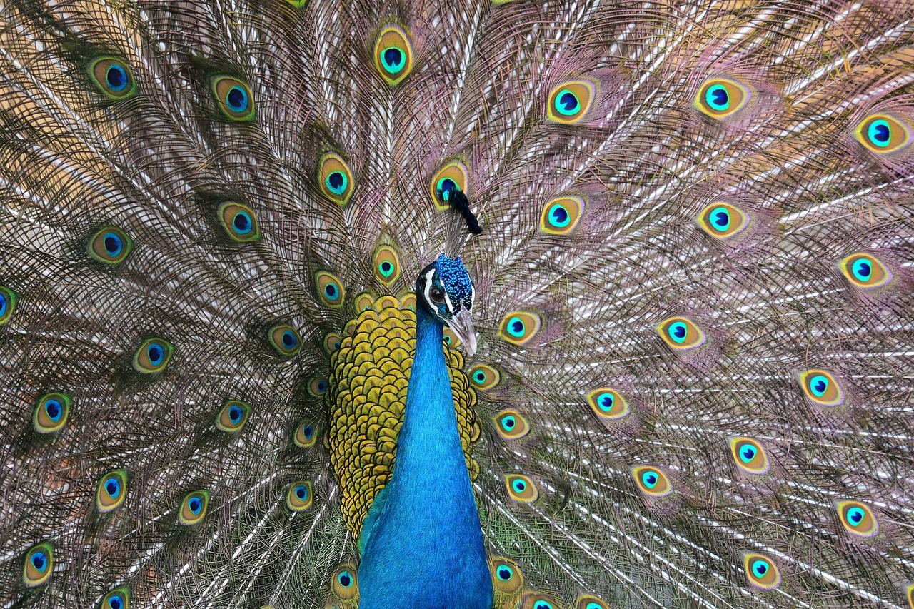 animal  bird  peacock free photo