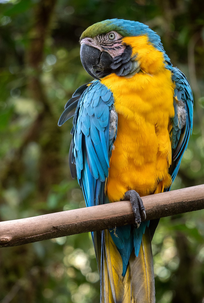 animal  parrot  rainforest free photo