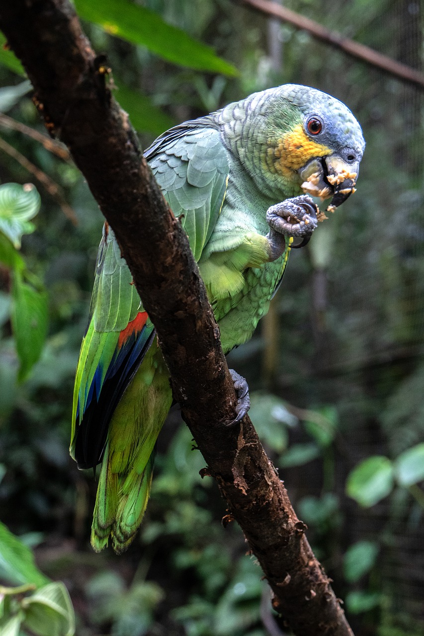 animal  parrot  rainforest free photo