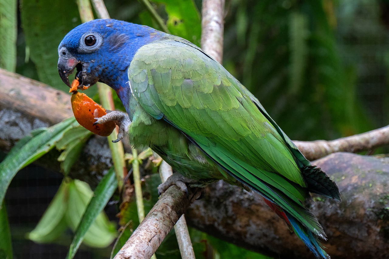 animal  parrot  rainforest free photo