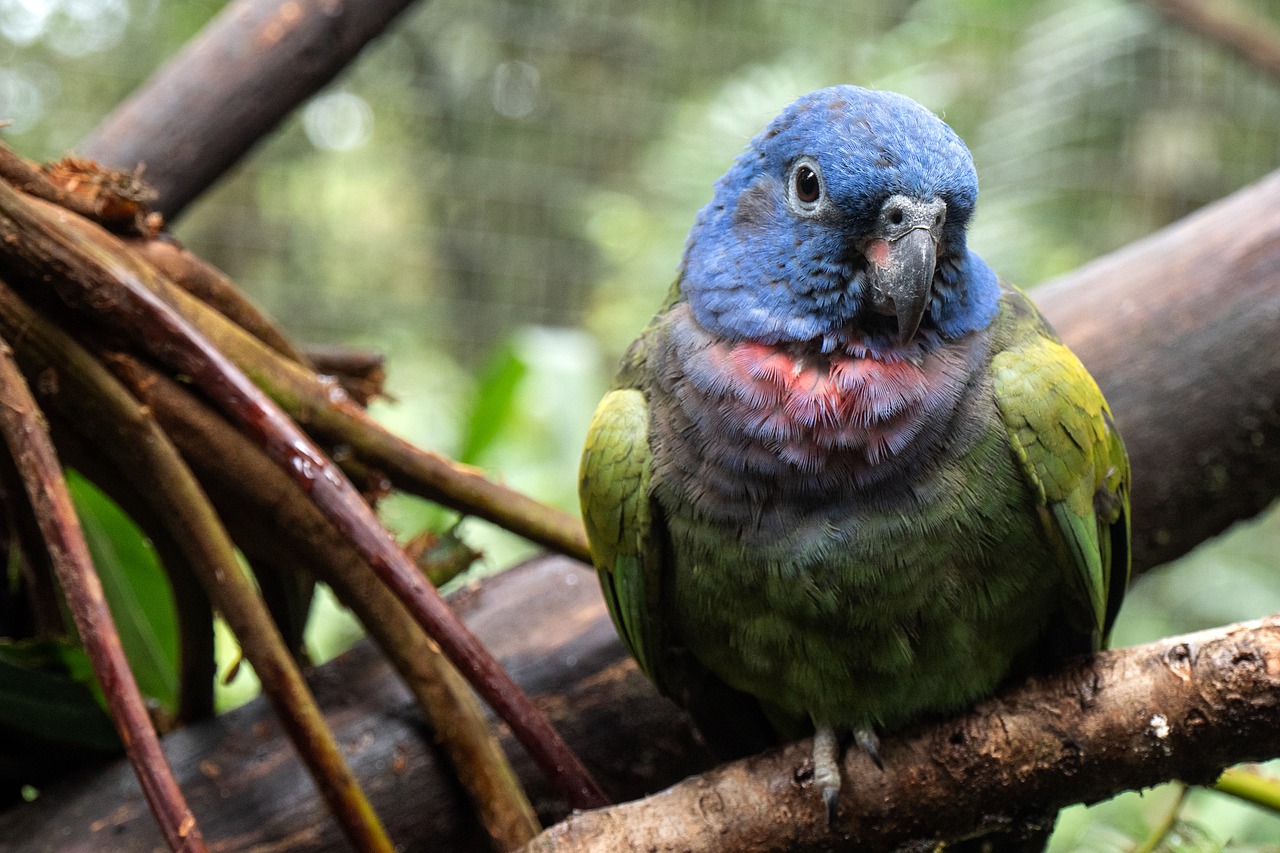 animal  parrot  rainforest free photo