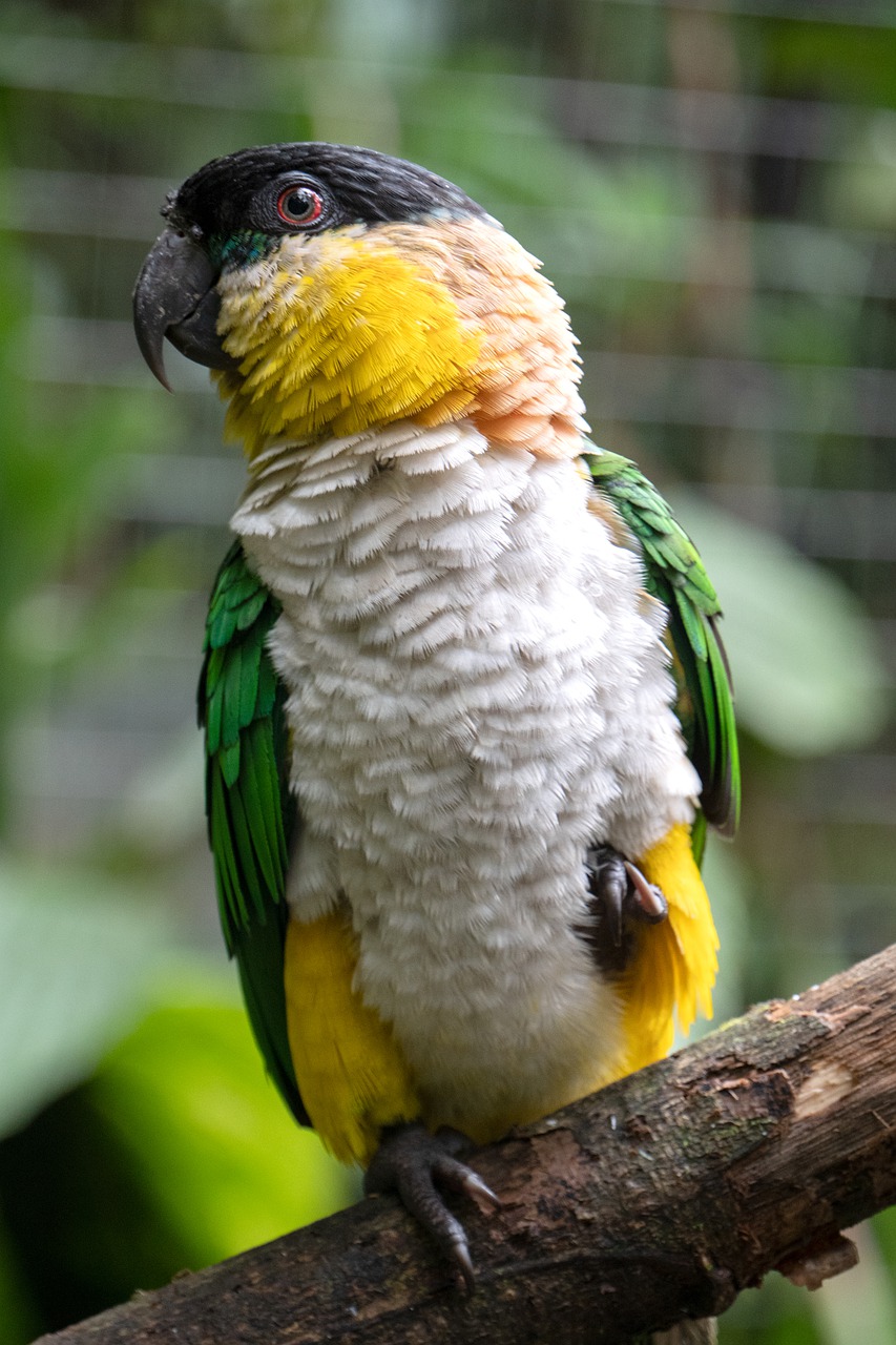 animal  parrot  rainforest free photo