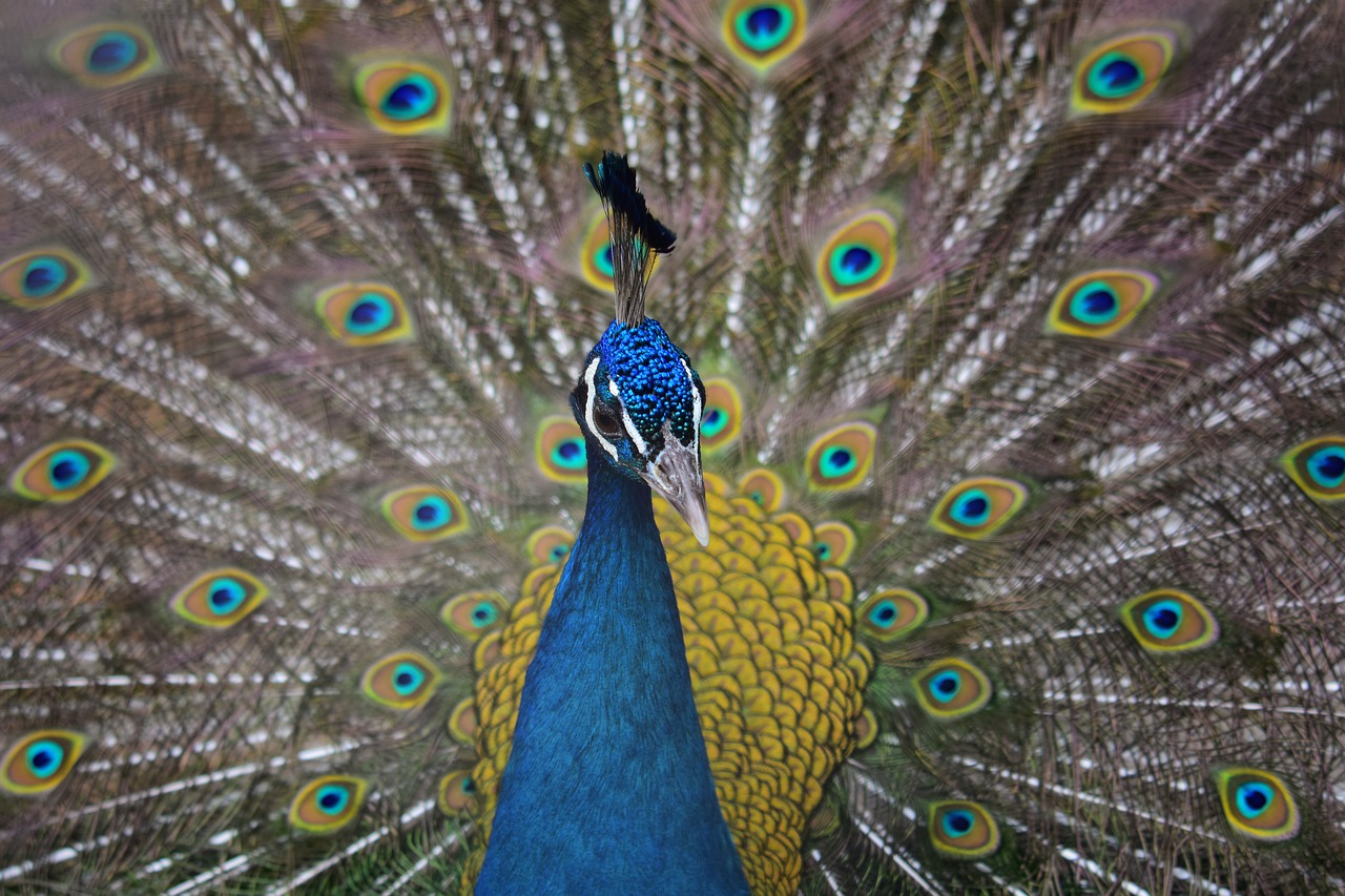 animal  bird  peacock free photo