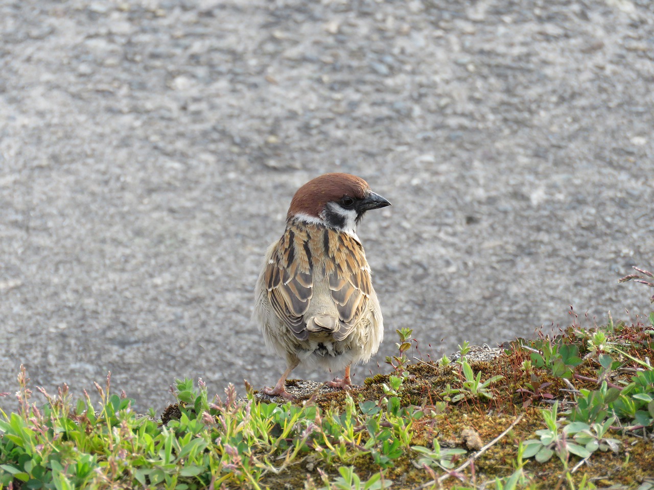 animal  wild birds  little bird free photo