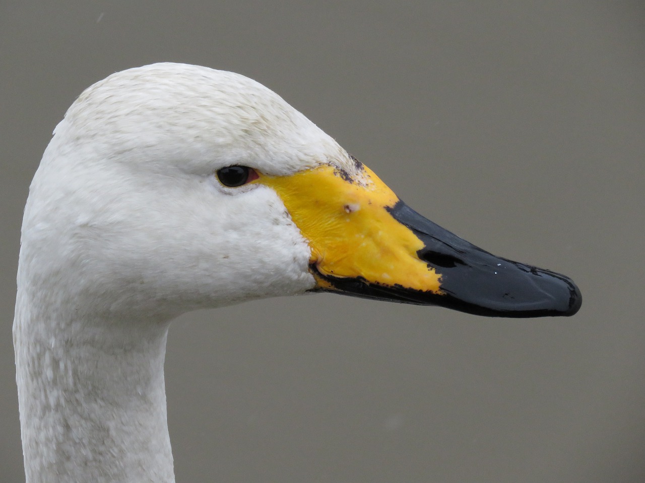 animal  wild birds  waterfowl free photo