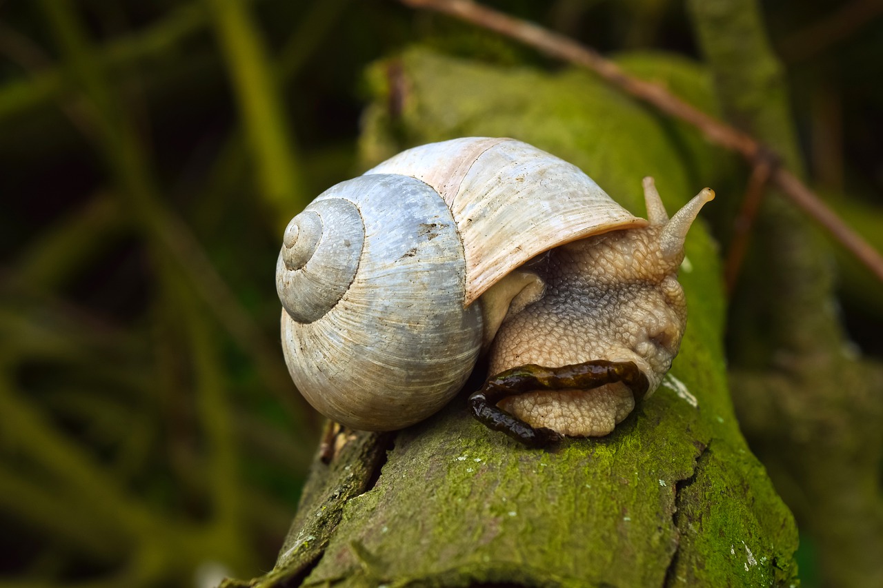 animal  snail  nature free photo