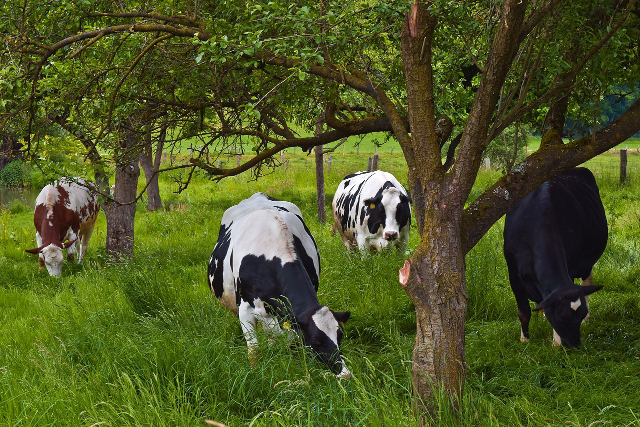 animal  cows  farm free photo