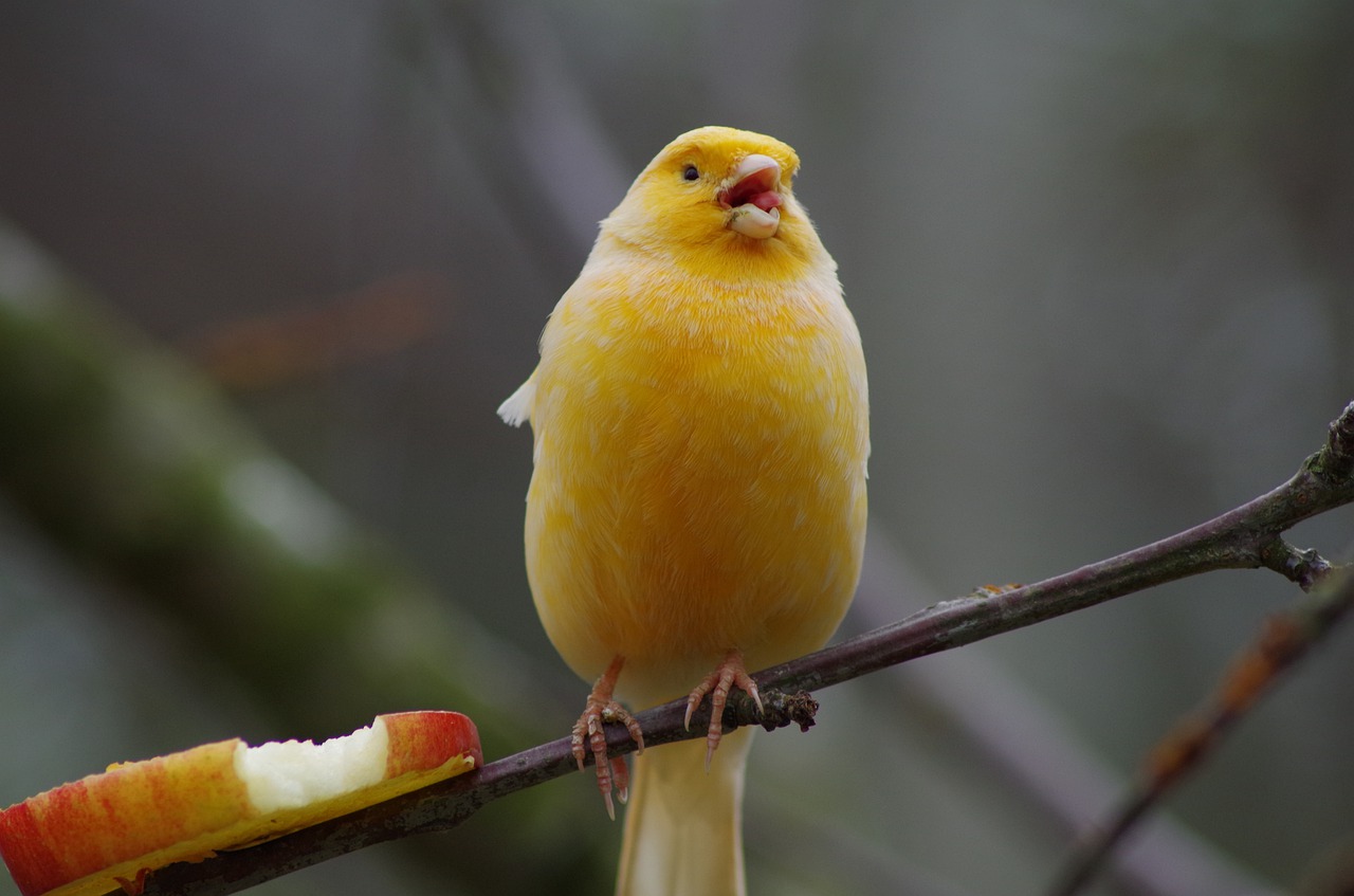 animal  bird  apple free photo