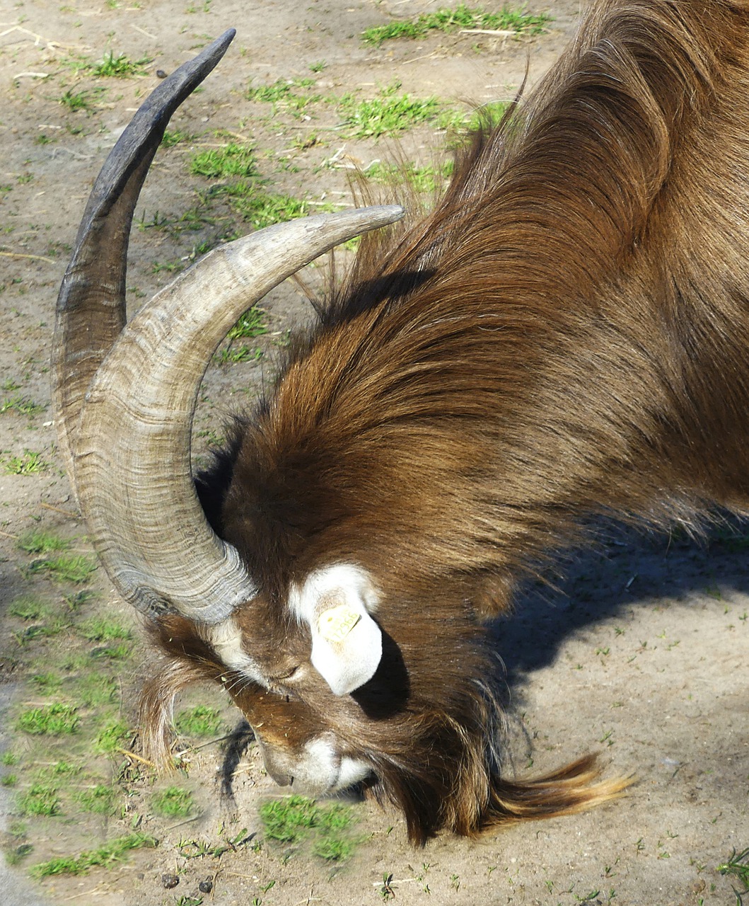 animal  billy goat  horns free photo