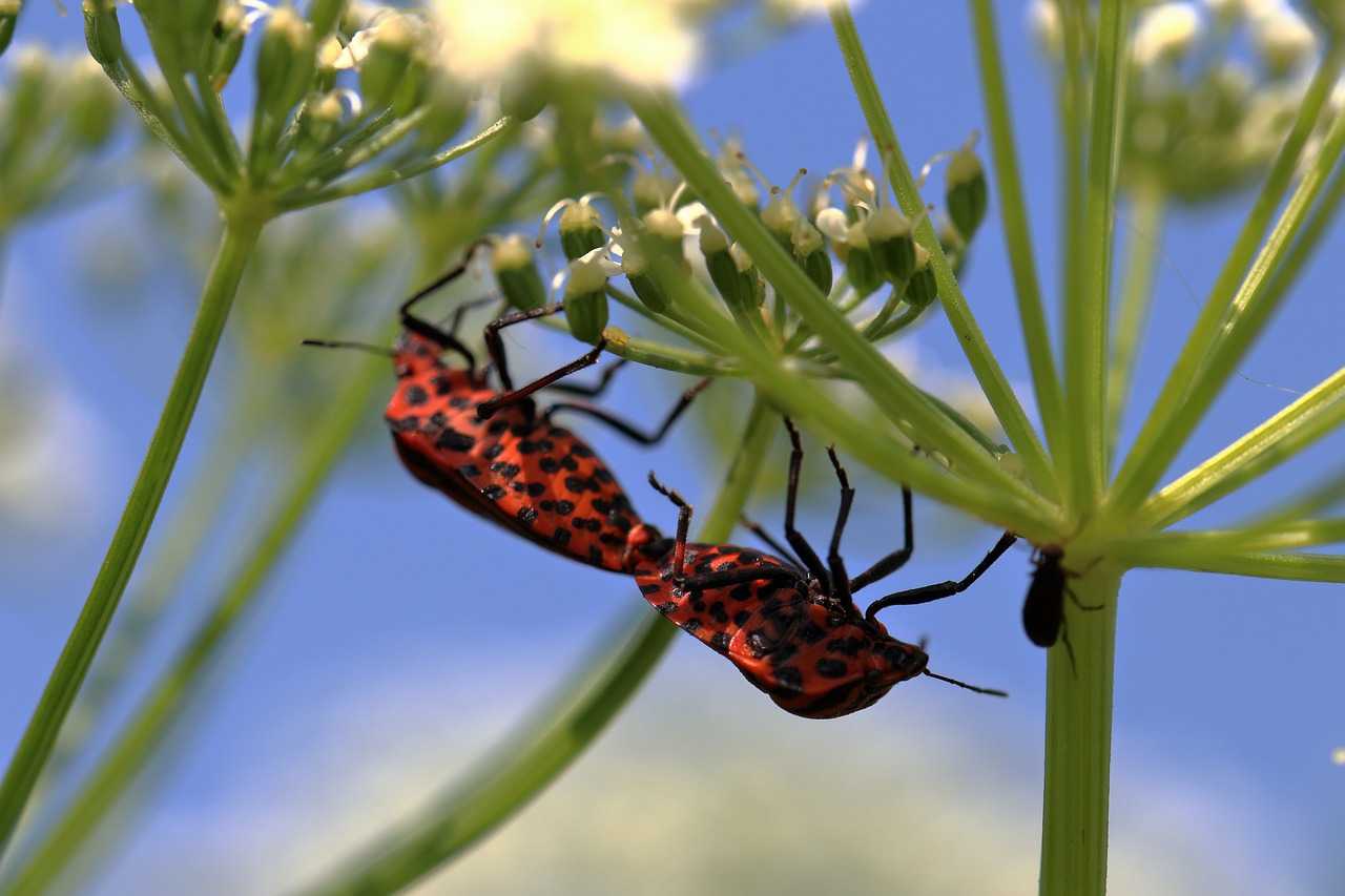 animal  insect  macro free photo