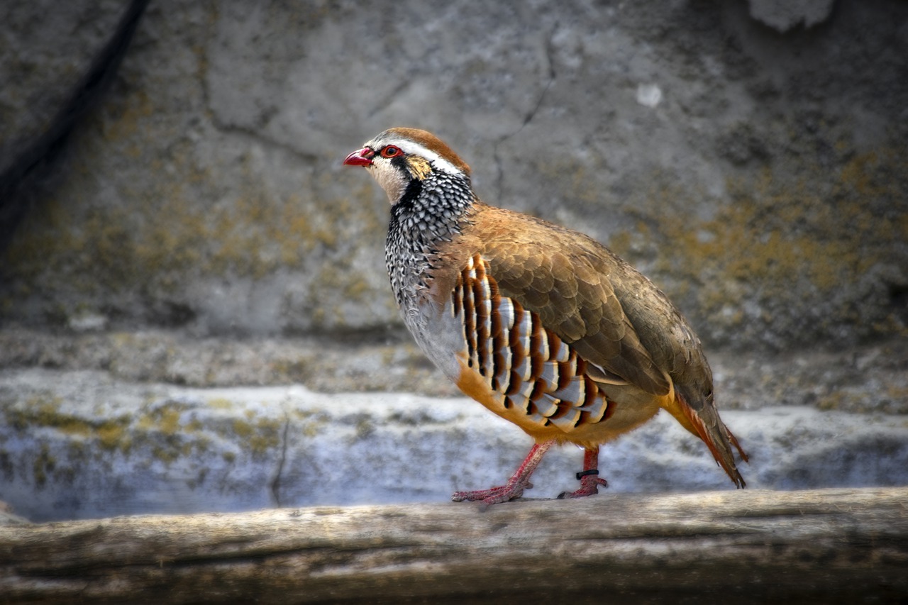animal  partridge  ave free photo