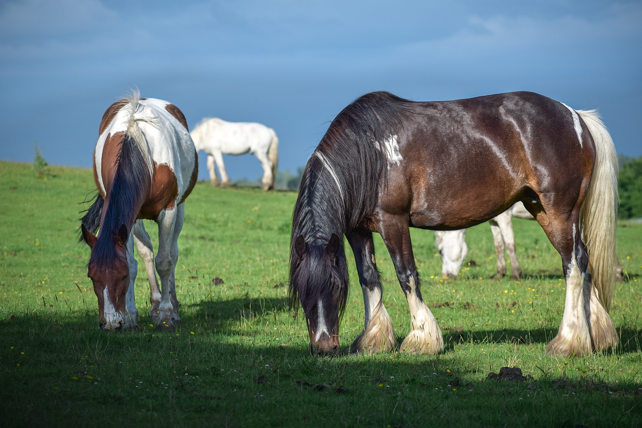 animal  beautiful  brown horse free photo