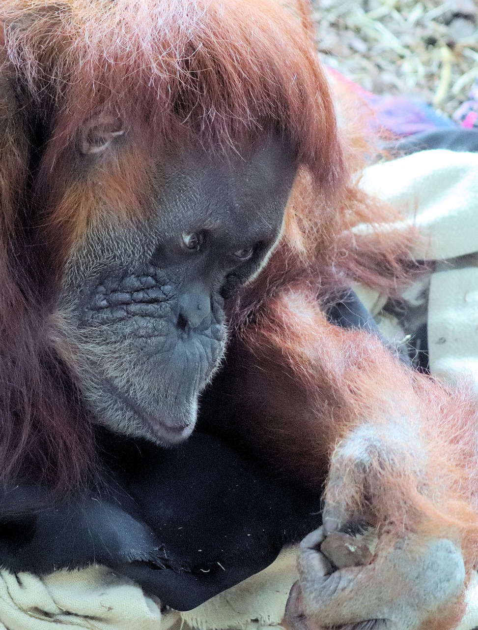 animal  orangutan  zoo free photo