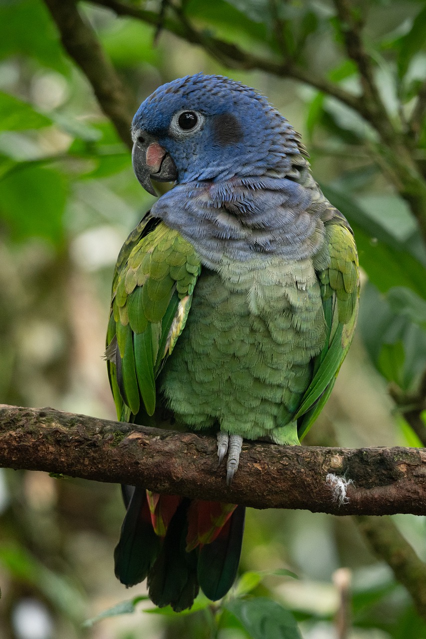 animal  parrot  rainforest free photo