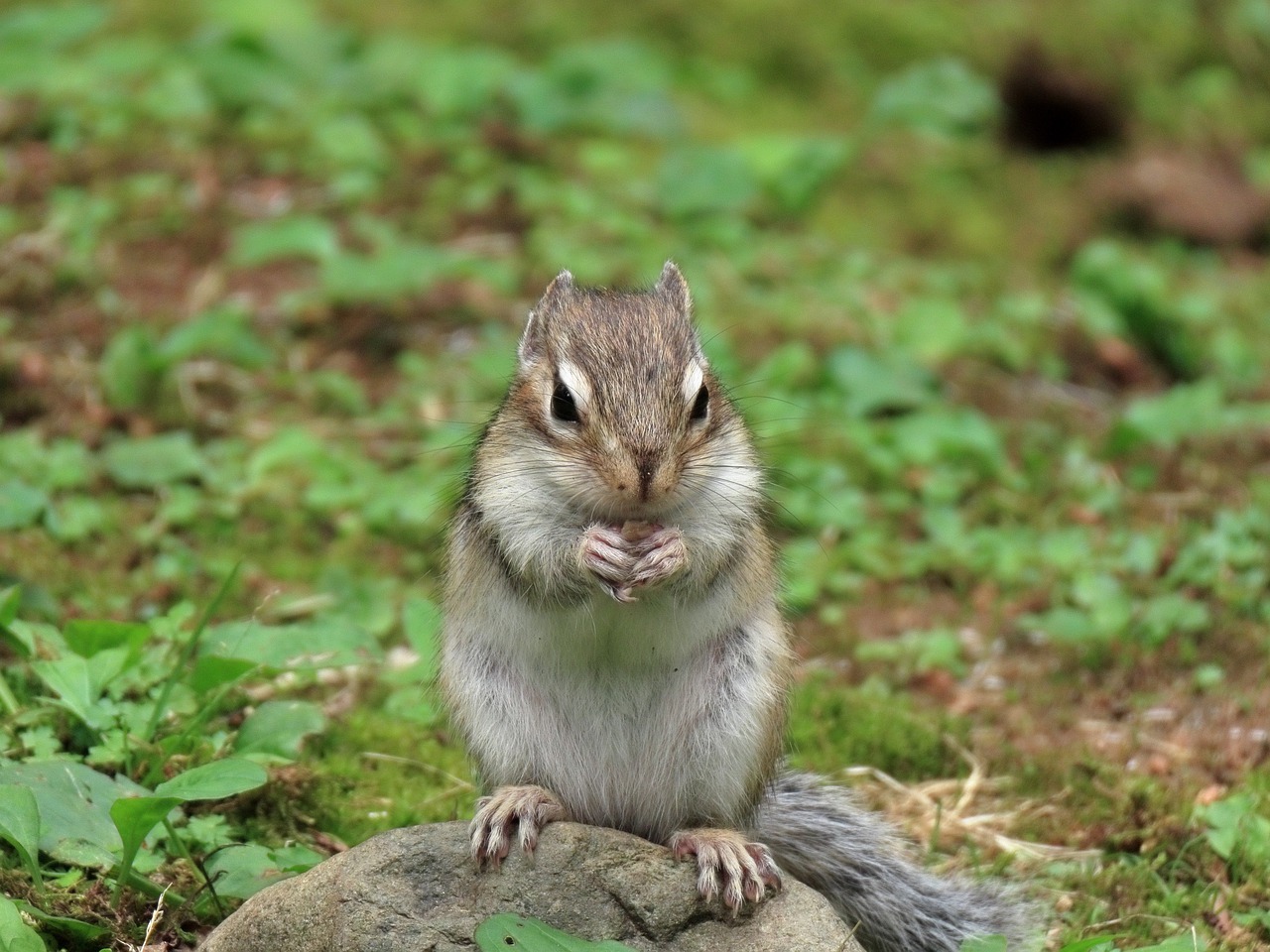 animal  squirrel  chipmunk free photo