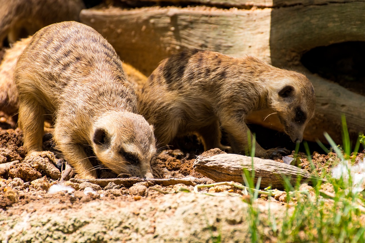 animal  meerkat  nature free photo