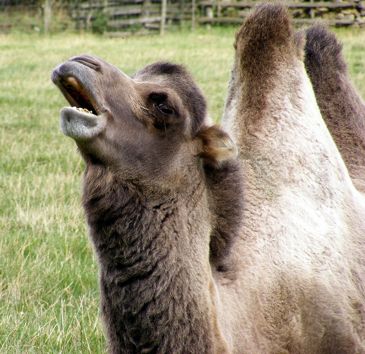 animal camel humps free photo