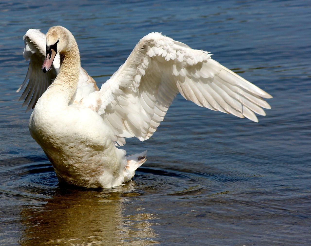 animal bird swan free photo