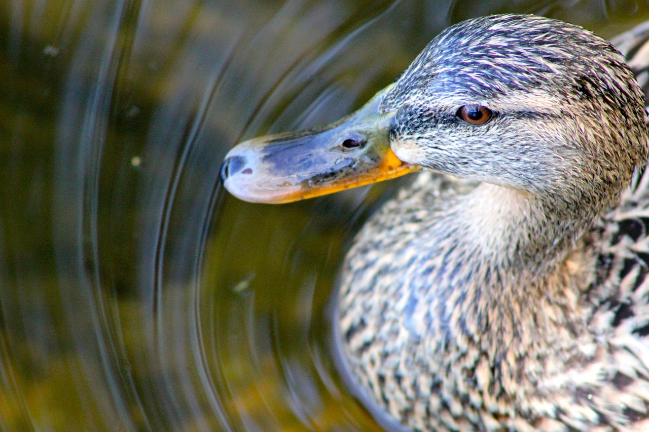 animal bird duck free photo