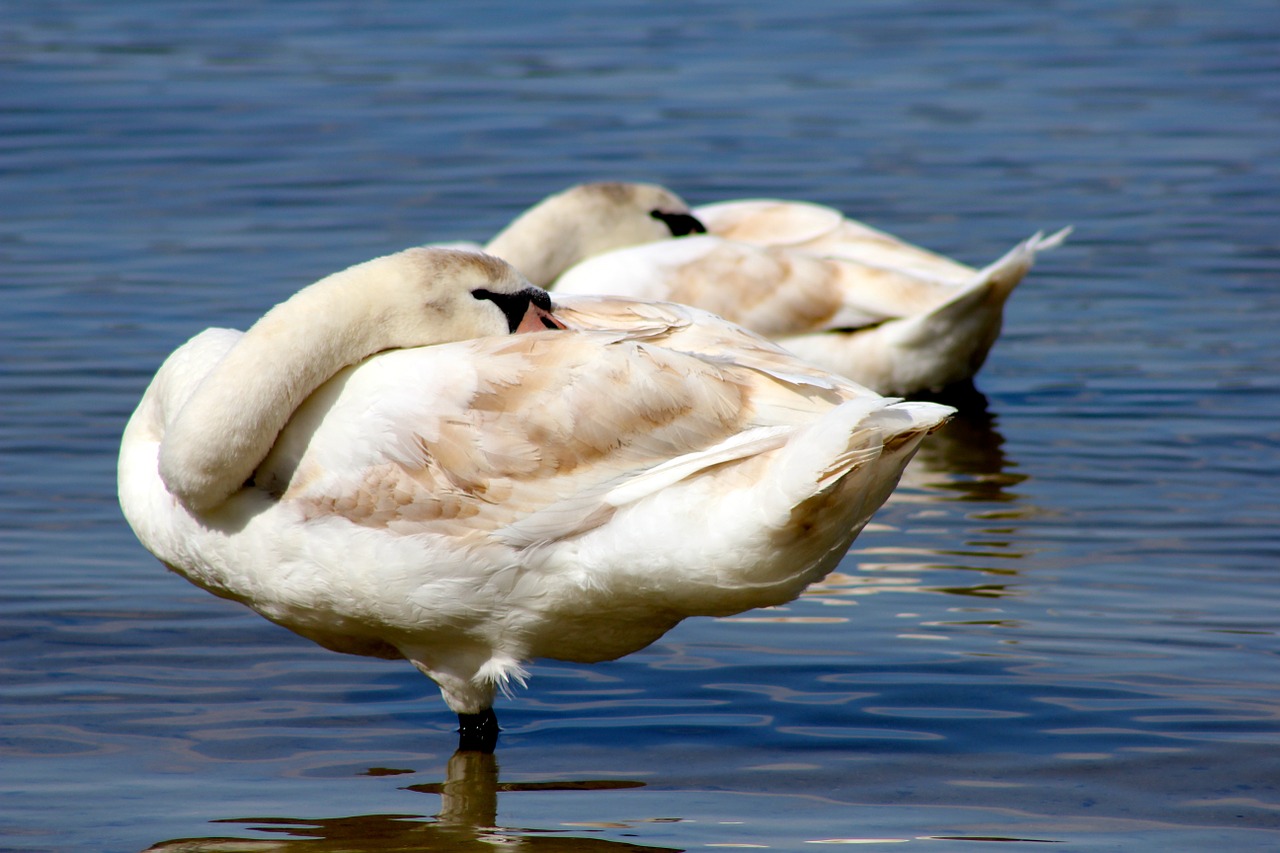 animal bird swans free photo