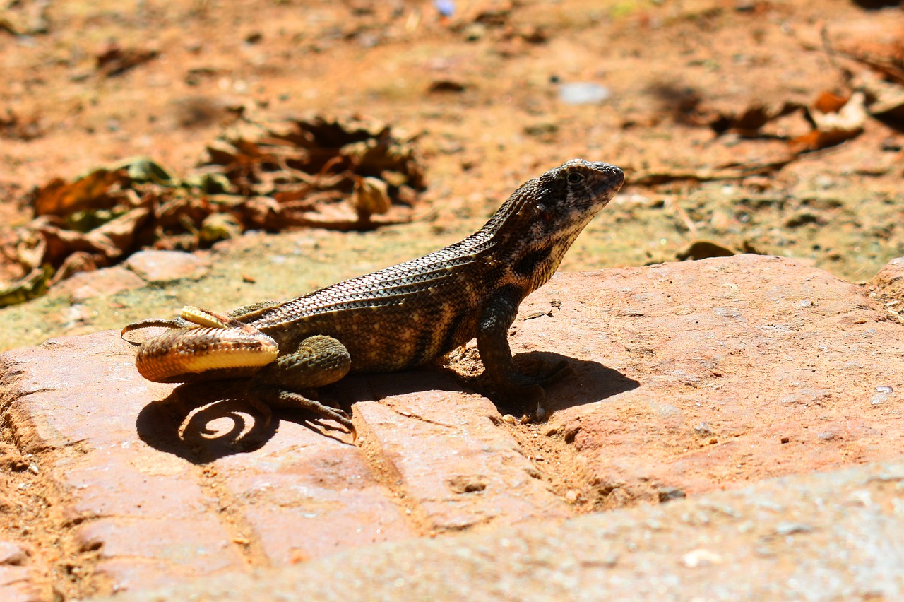 animal  lizard  reptile free photo