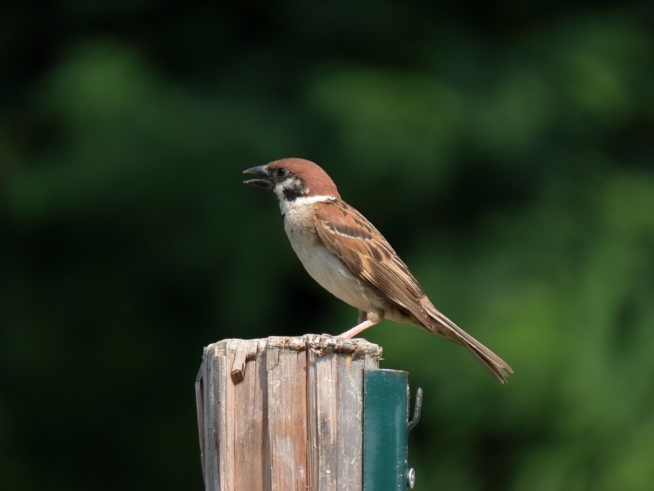 animal  bird  wild birds free photo