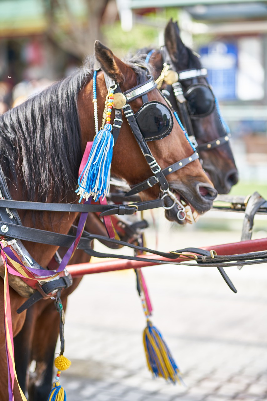 animal  horse  brown free photo