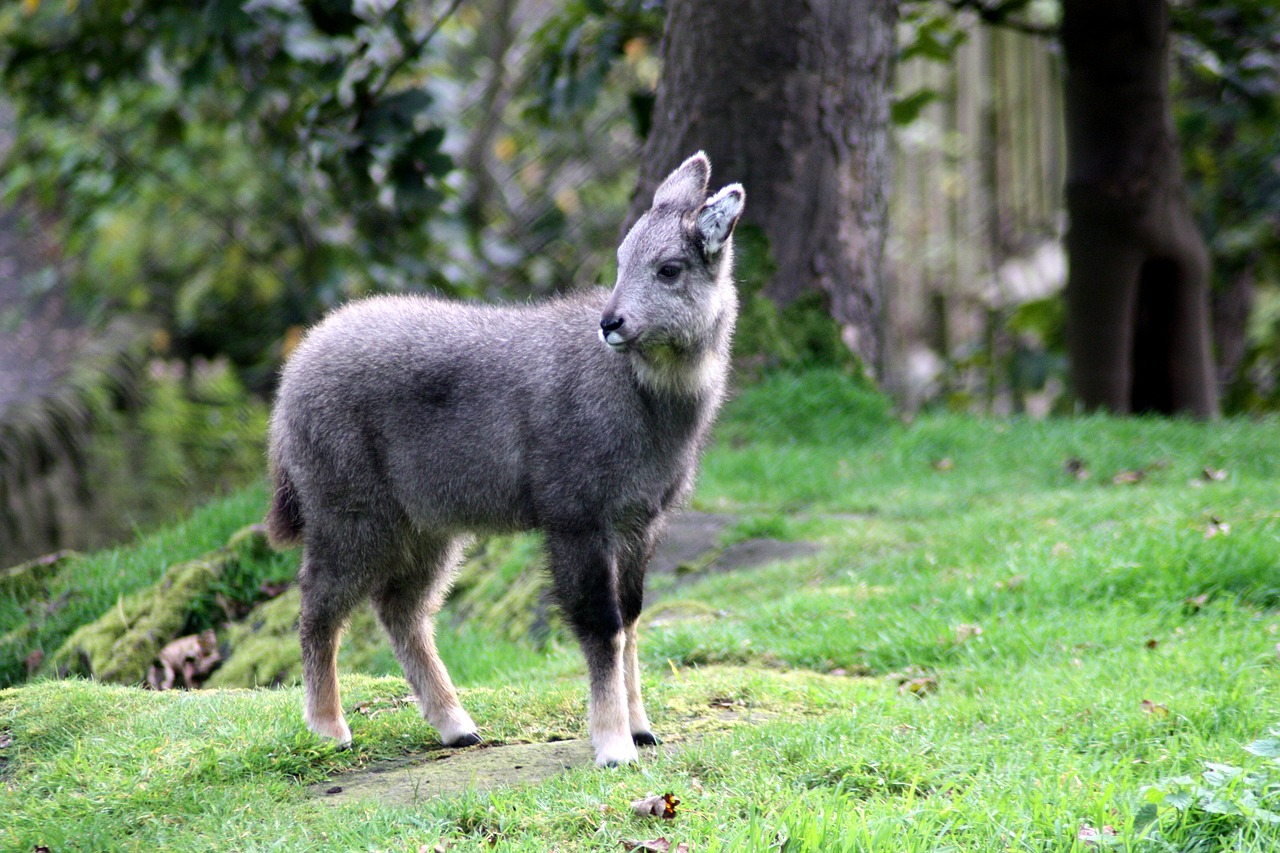 animal quadruped outdoor free photo