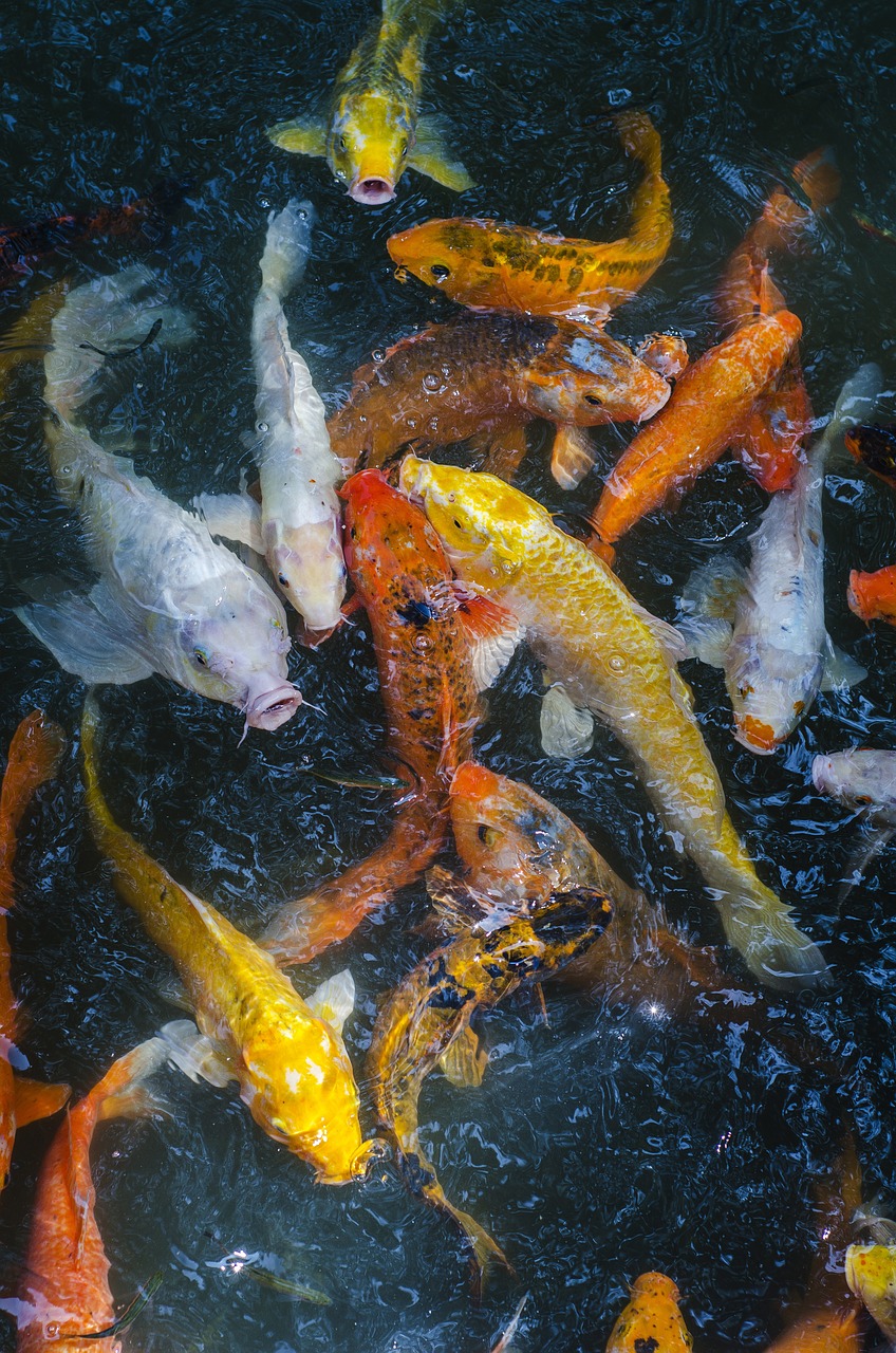 animal fish hangzhou free photo