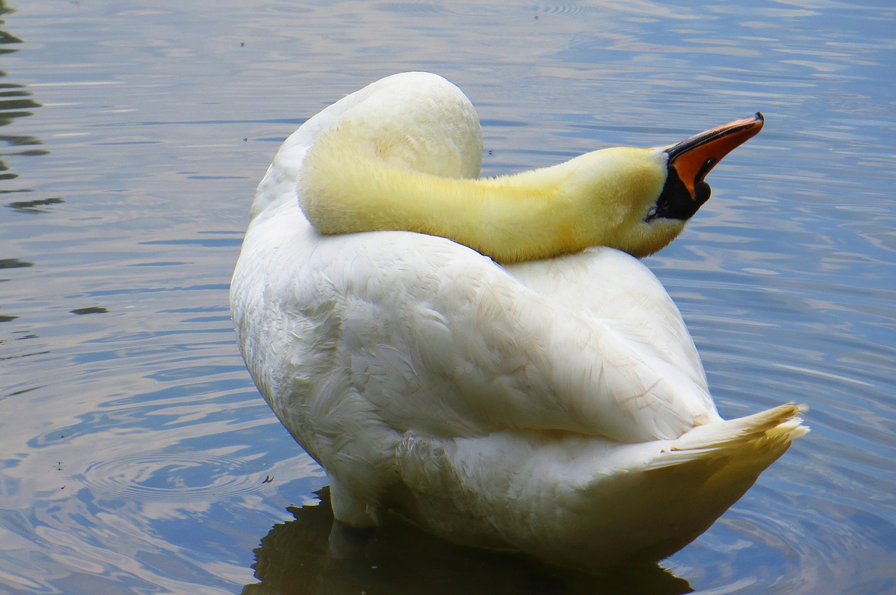 animal swan pride free photo