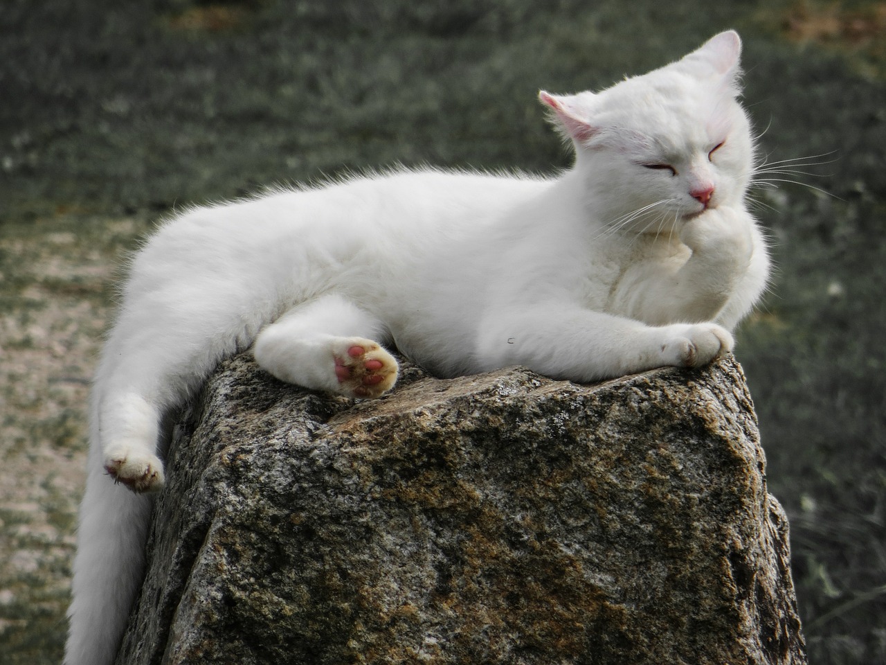 animal cat white free photo