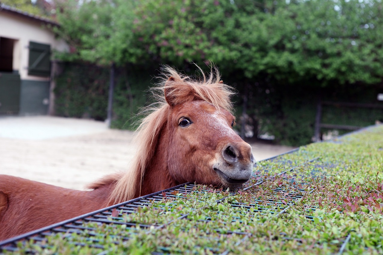 animal horse young animal free photo